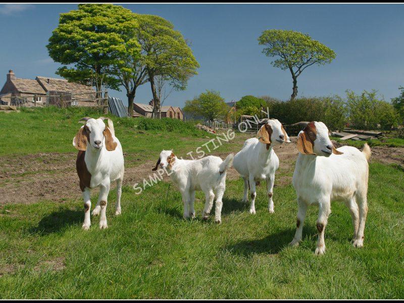 Cote d'Ivoireian Live Boer Goats
