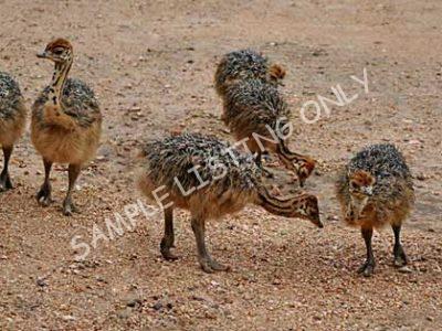 Cote d'Ivoire Ostrich Chicks