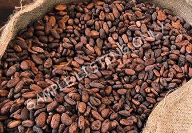 Cote d'Ivoire Cocoa Beans