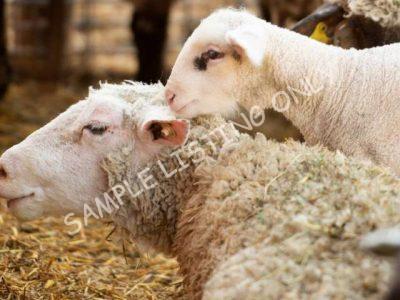 Healthy Cote d'Ivoire Sheep