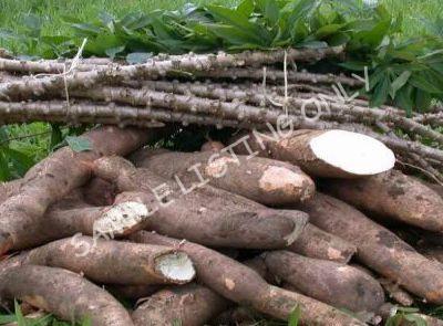 Fresh Cote d'Ivoire Cassava
