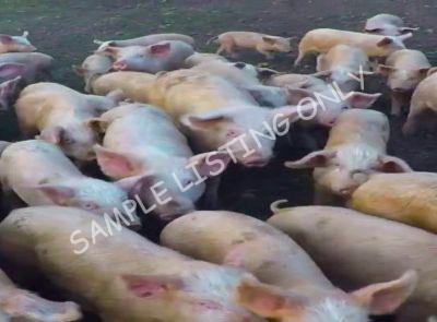 Cote d'Ivoire Healthy Pigs