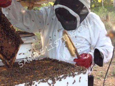 Sweet Cote d'Ivoire Honey