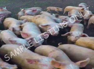 Cote d'Ivoire Healthy Pigs