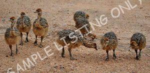 Cote d'Ivoire Guinea Fowls